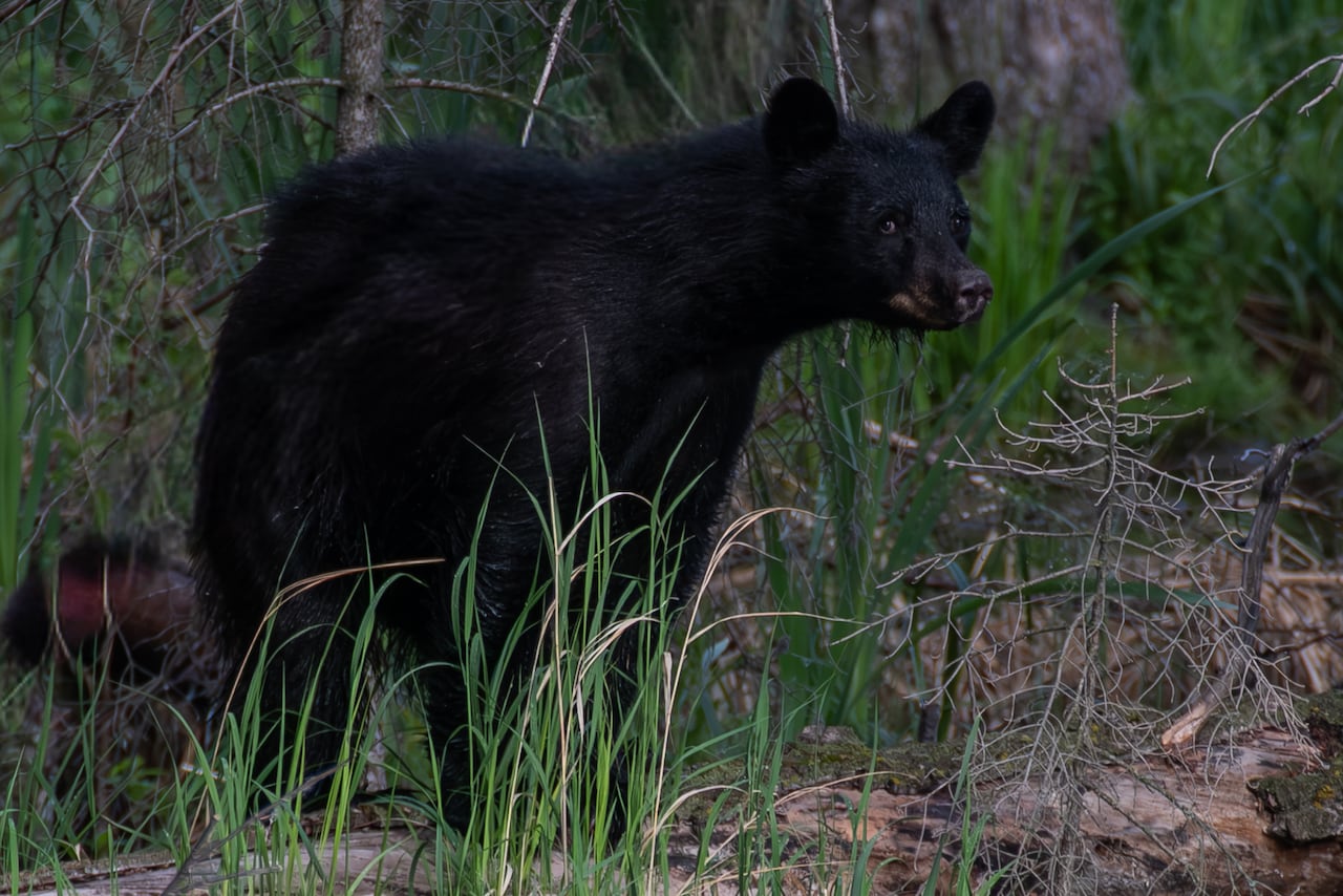 A black bear.