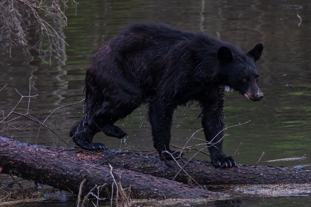 A black bear.