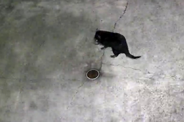 Tasmanian devil Mary CCTV