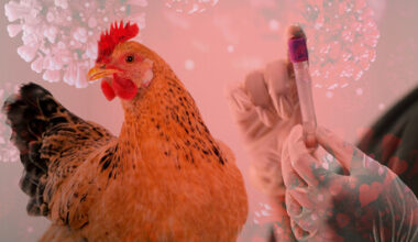 Poultry and egg producers in lockdown as avian flu detected in WA