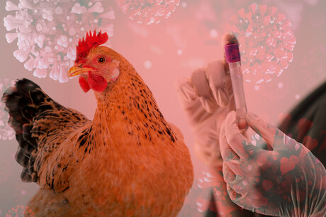 Poultry and egg producers in lockdown as avian flu detected in WA