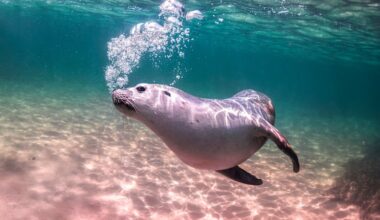 Bird flu in Australia: Why scientists fear for endangered sea lions after virus detected in Western Australia