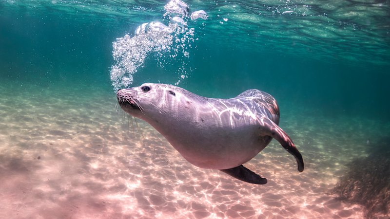Bird flu in Australia: Why scientists fear for endangered sea lions after virus detected in Western Australia