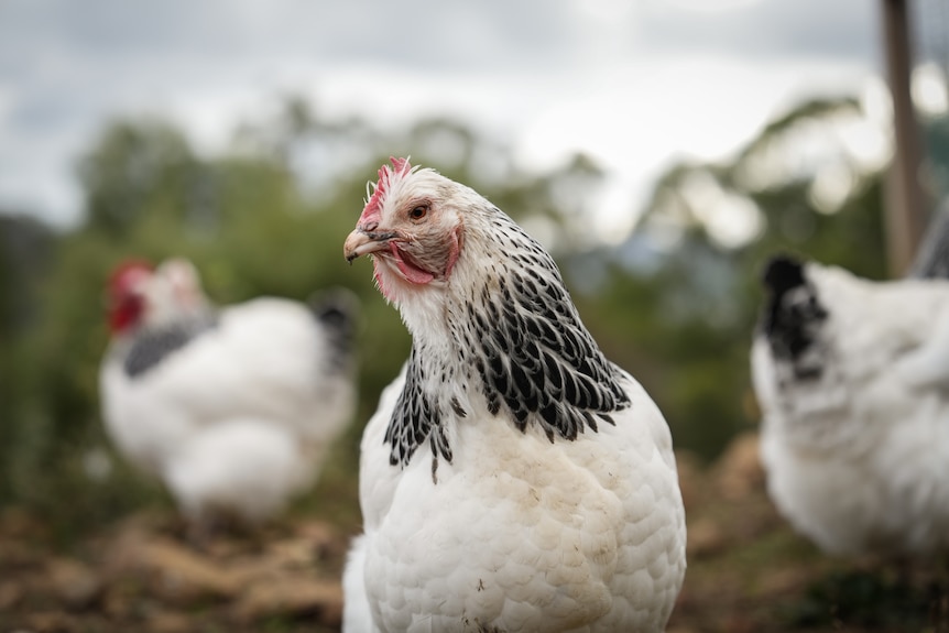 White and grey chickens