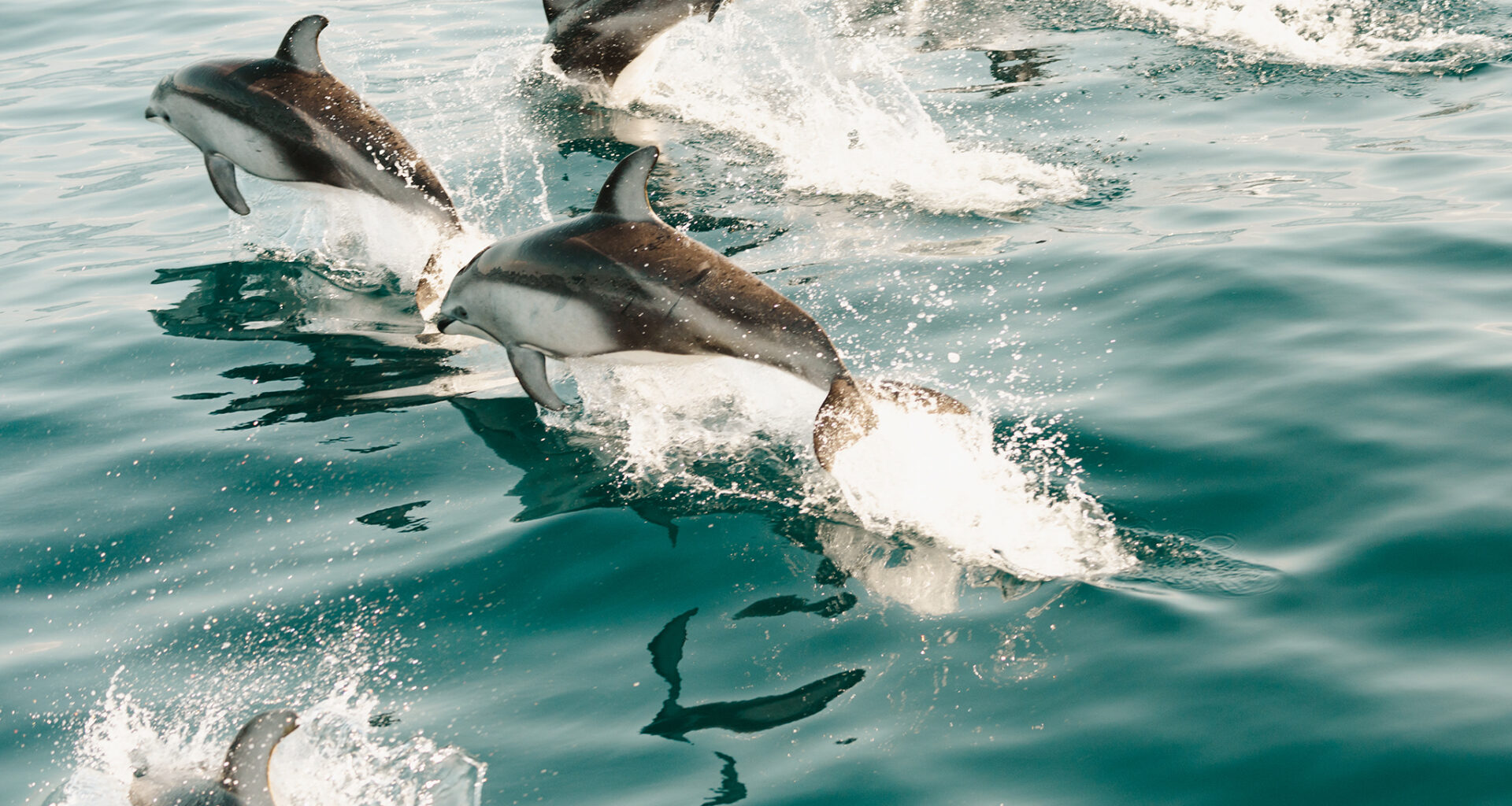 Massive, mile-wide mega pod of dolphins spotted off Calif. coast
