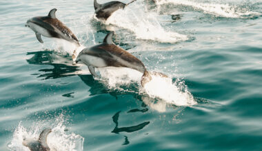 Massive, mile-wide mega pod of dolphins spotted off Calif. coast
