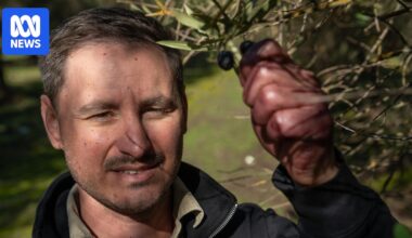 Olive growers excited as consumer demand rises, industry looks to expand