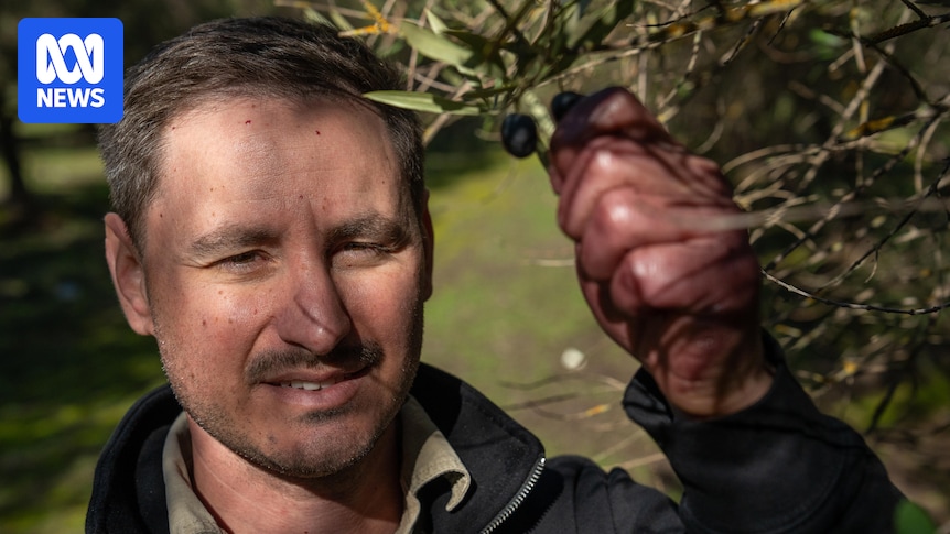 Olive growers excited as consumer demand rises, industry looks to expand