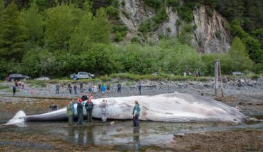Alaska cruise ship arrives at dock with dead, pregnant endangered fin whale