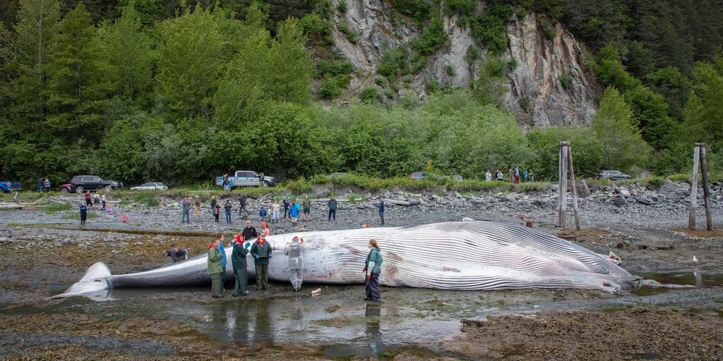 Alaska cruise ship arrives at dock with dead, pregnant endangered fin whale