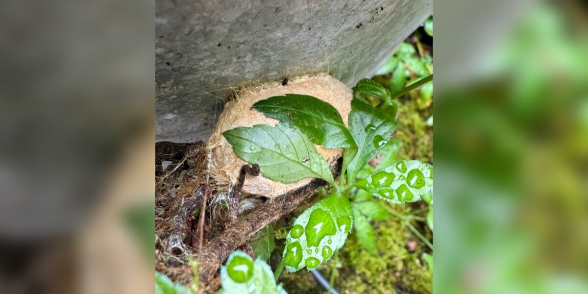 Gardener Watches Cocoon In Her Backyard For 10 Months — Then A Miracle Happens