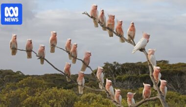 Key remote bird observatory shuttered for months before Australia's first bird flu detection