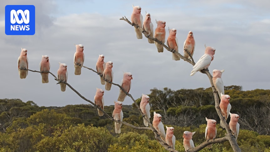 Key remote bird observatory shuttered for months before Australia's first bird flu detection