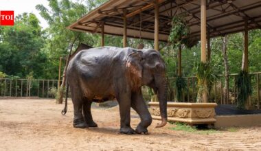 Rescued from Assam, ailing elephant Maniki begins a new chapter at Anant Ambani's Vantara | India News