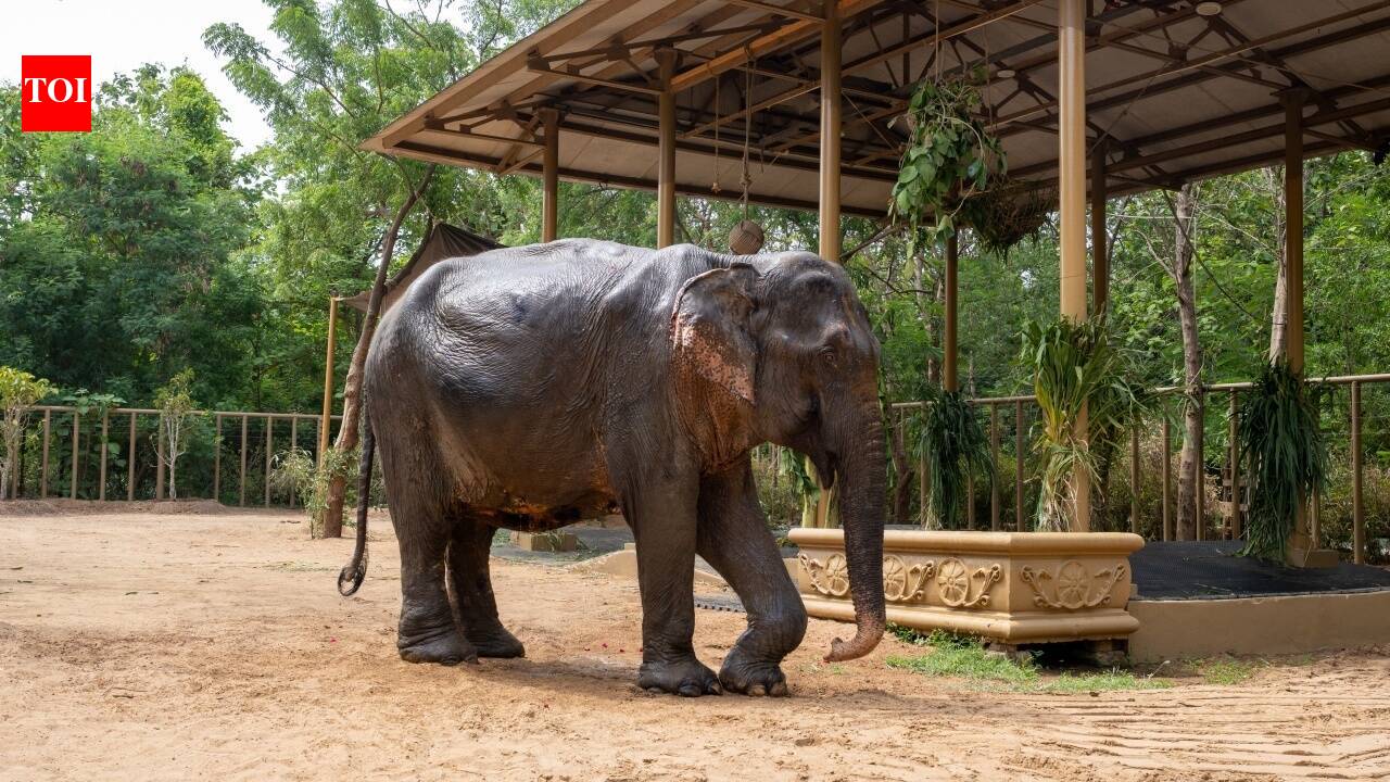Rescued from Assam, ailing elephant Maniki begins a new chapter at Anant Ambani's Vantara | India News