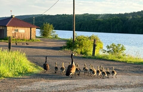 Two adult geese lead a flock of baby geese down a gravel road near water.