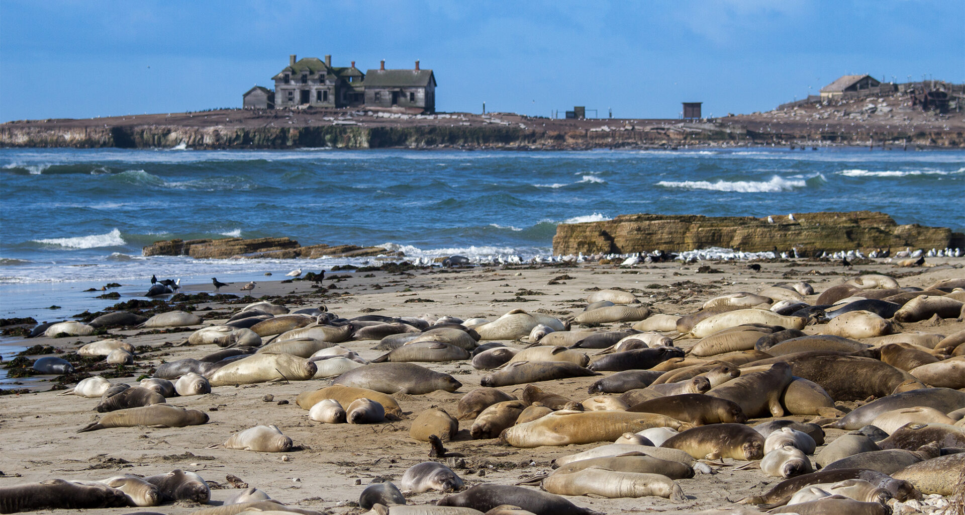 Bright purple seal appears on Bay Area beach, baffling experts