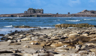 Bright purple seal appears on Bay Area beach, baffling experts