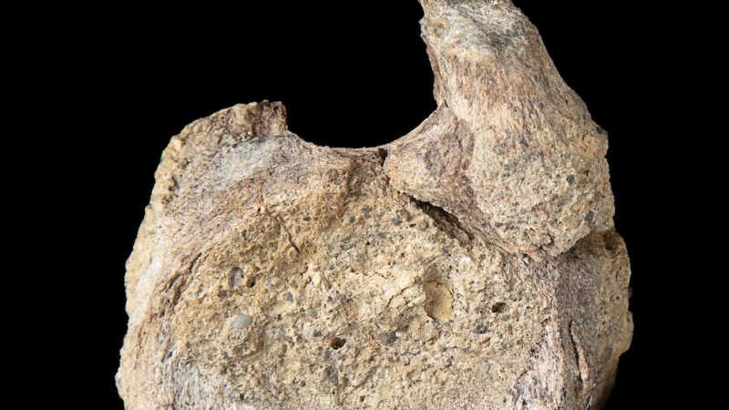 Rare Antarctic dinosaur fossil found in a drawer