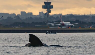 Southern right whales in Sydney: Rare mammals make appearance in Port Botany