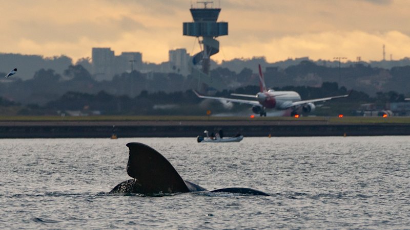 Southern right whales in Sydney: Rare mammals make appearance in Port Botany