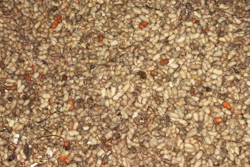 Lots of peanuts sitting in a pile at a processing site.