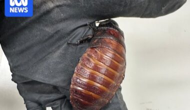 100,000 exotic cockroaches seized from alleged Bathurst breeder