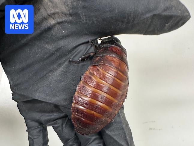 100,000 exotic cockroaches seized from alleged Bathurst breeder