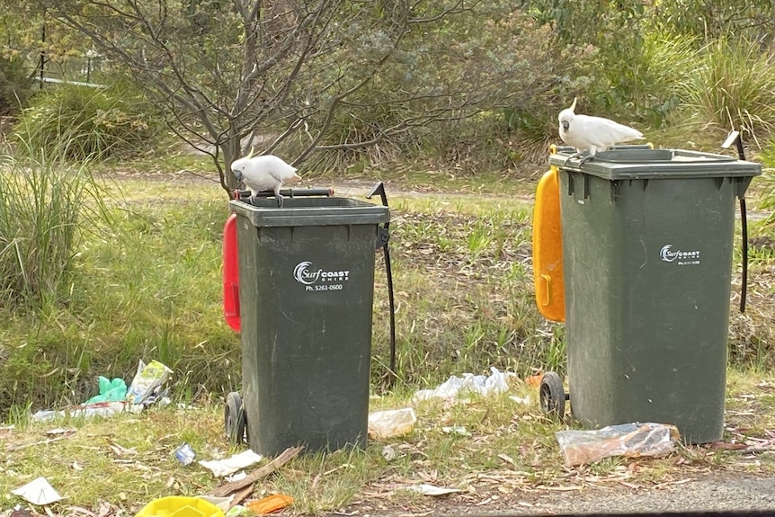 Two cockatoos sit on open wheelie bins on a grassy footpath with rubbish strewn on the ground around them.