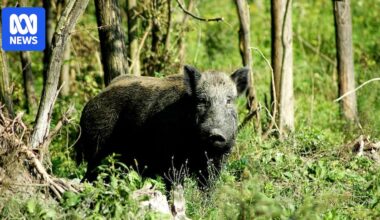 Kangaroo Island declared feral pig-free two years after last sightings