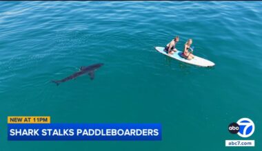 Shark stalks paddleboarders off Santa Barbara coast, drone video shows