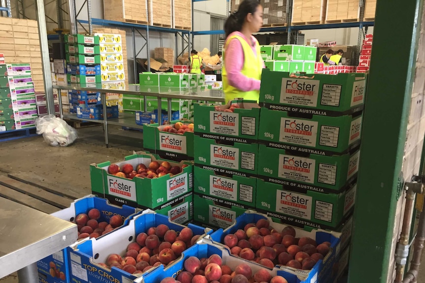 Cartons of stone fruit stacked high at a market.