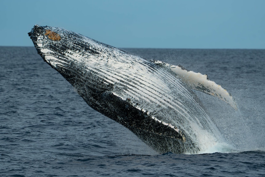 whale breaching
