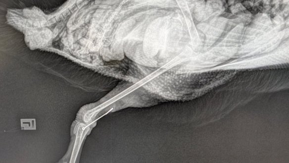 An X-ray shows a fish hook lodged in a cygnet that was euthanised on May 19.
