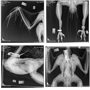 Squeagle x-rays