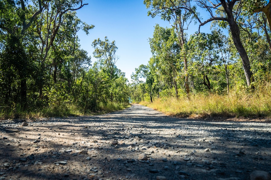 A gravel road through gum trees.