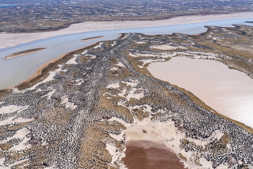 From the sky, a sandy desert covered in shrubs, with water throughout, and birds flying 