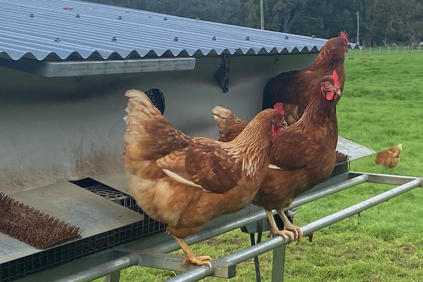 Brown chickens on edge of tin shelter