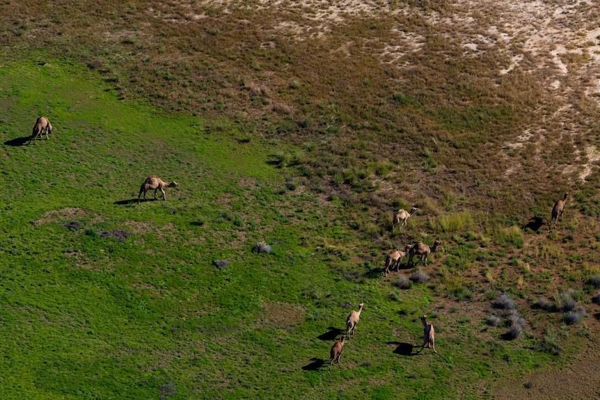 Birds eye view of green grass in the desert with a group of camels