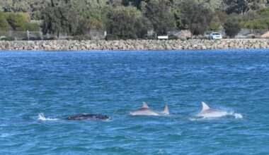 Incredible scene as mammoth whale seen swimming through Mandurah estuary, guided by dolphins