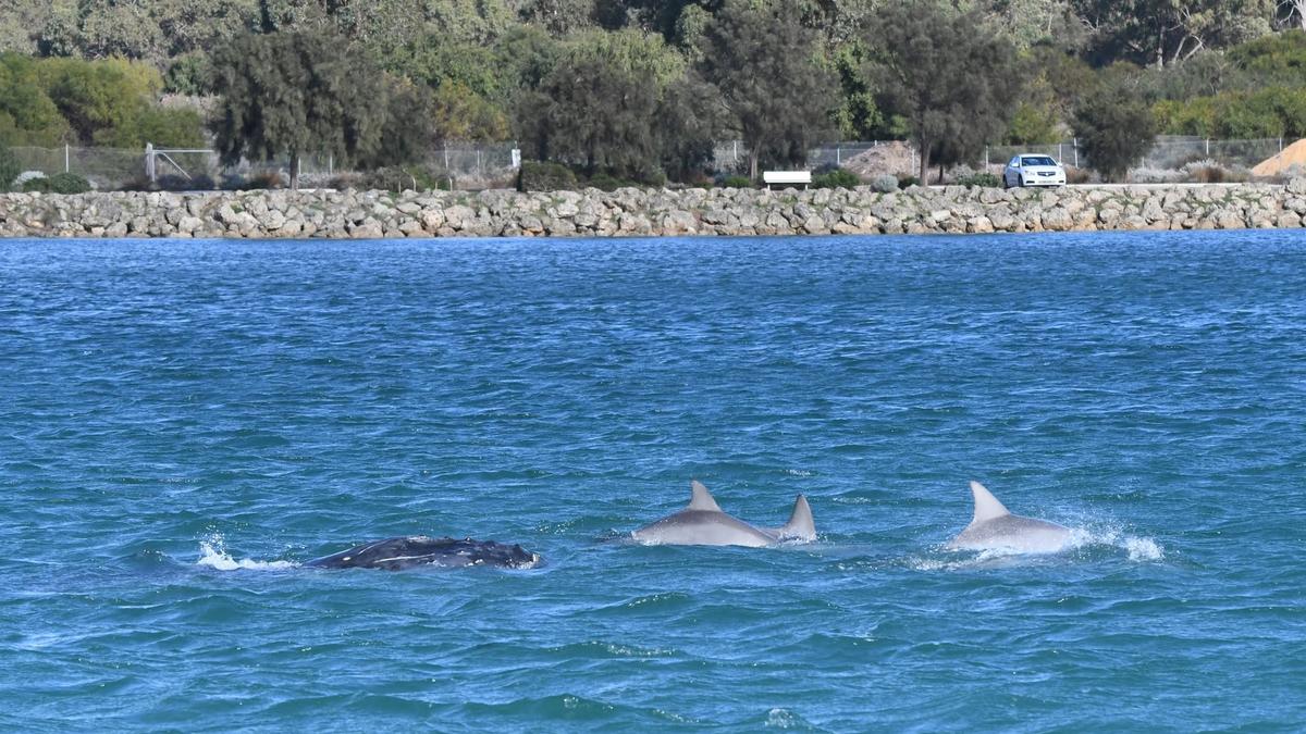 Incredible scene as mammoth whale seen swimming through Mandurah estuary, guided by dolphins