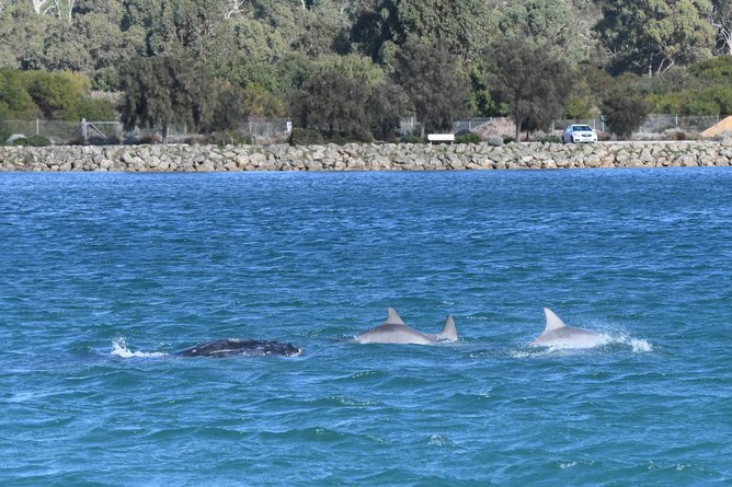 Southern right whale pictured in the Dawesville cut.