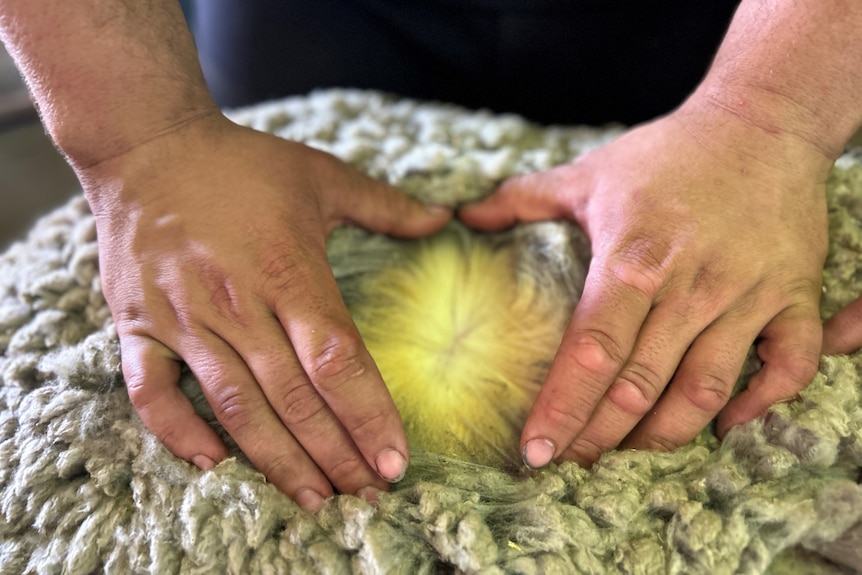 A close up of a man's hands parting the wool on a sheep's back to show cleaner wool below a dirty surface layer.
