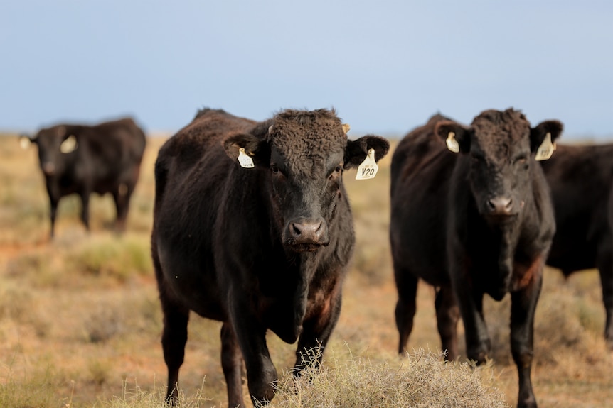 Black cattle with tags in their ears walk forward through a field. the horizon and sky can be seen in the background.