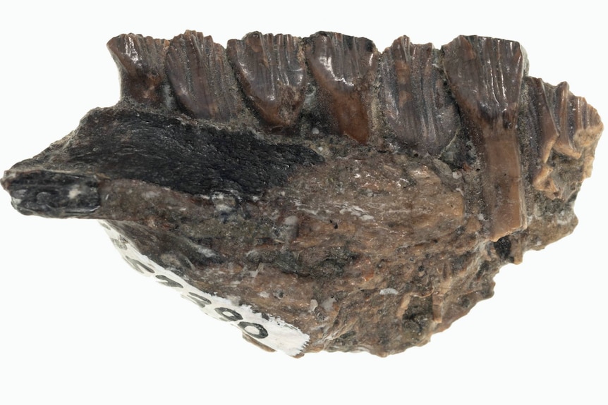 A fossilised bone with seven fossilised teeth.