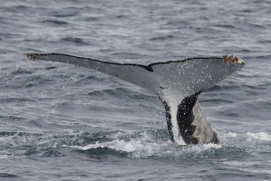 A close up of a whale tail poking out of the water with a small amou9nt of seaweed hanging off it.