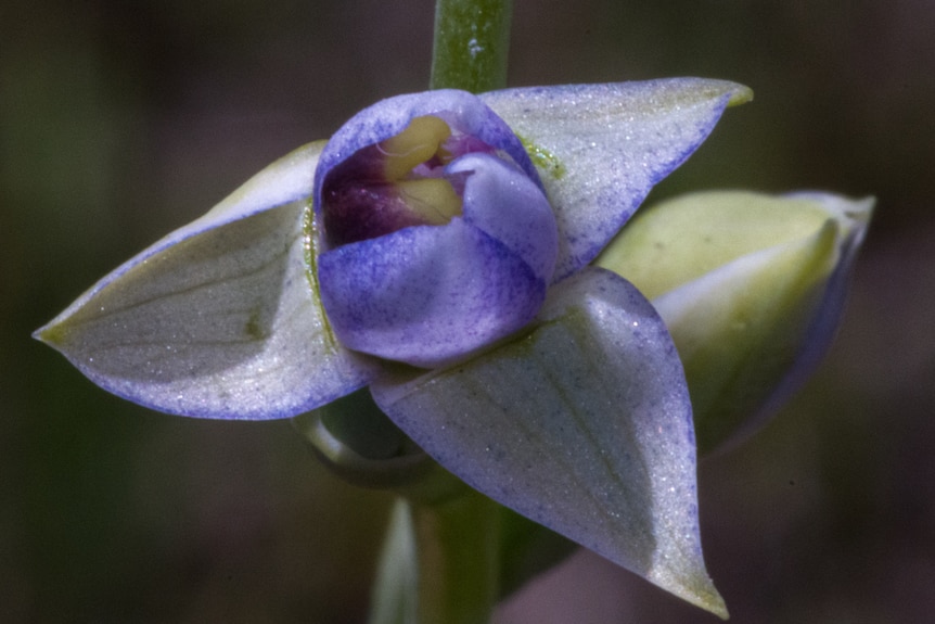 A close up photograph of a rare native orchid flower.
