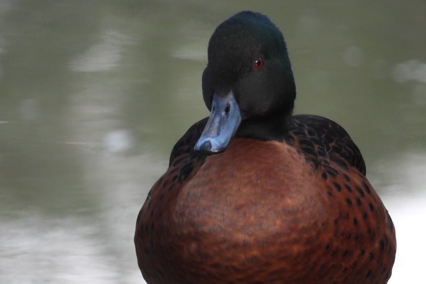Brown duck with black head and back.