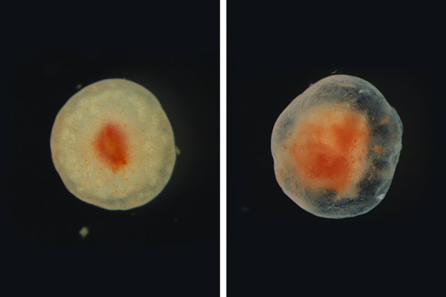 Amputated Tissue Sea Cucumber
