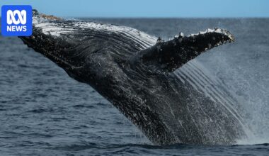 NSW volunteers battle wind and rain to record east coast whale sightings